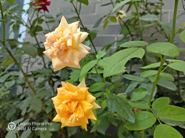 聯(lián)想拯救者電競手機(jī)Pro深度評測 硬核性能強(qiáng)者來襲